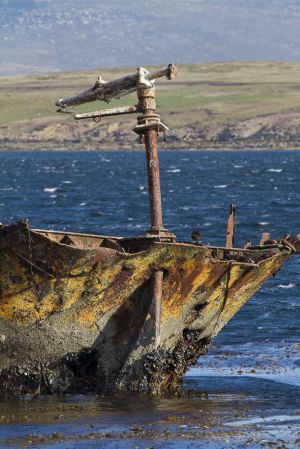 New Island, West Falklands 1046.jpg